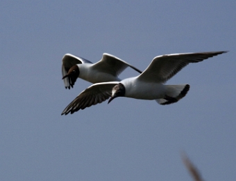 mouettes rieuses en vol 2